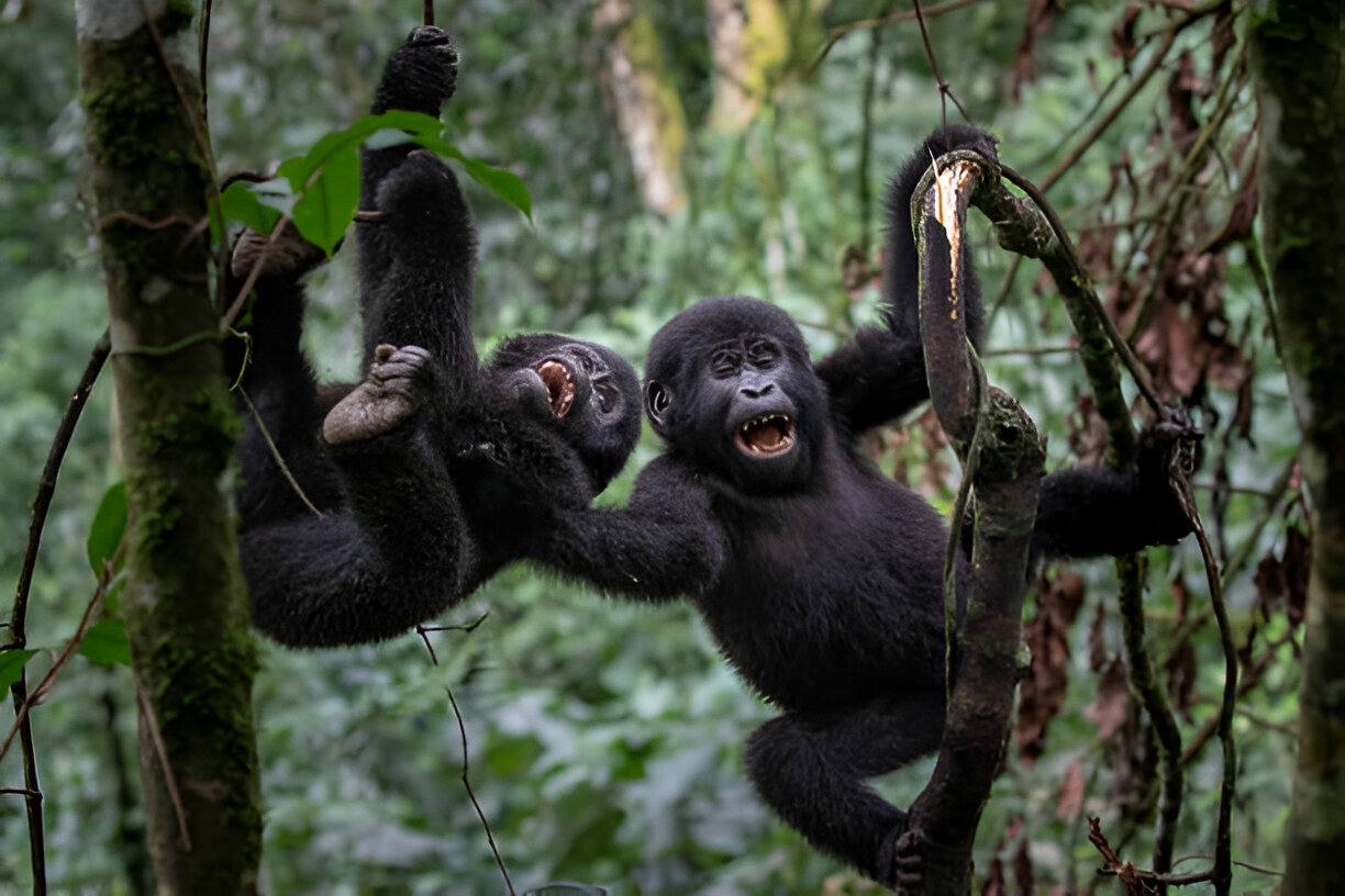 young mountain gorillas